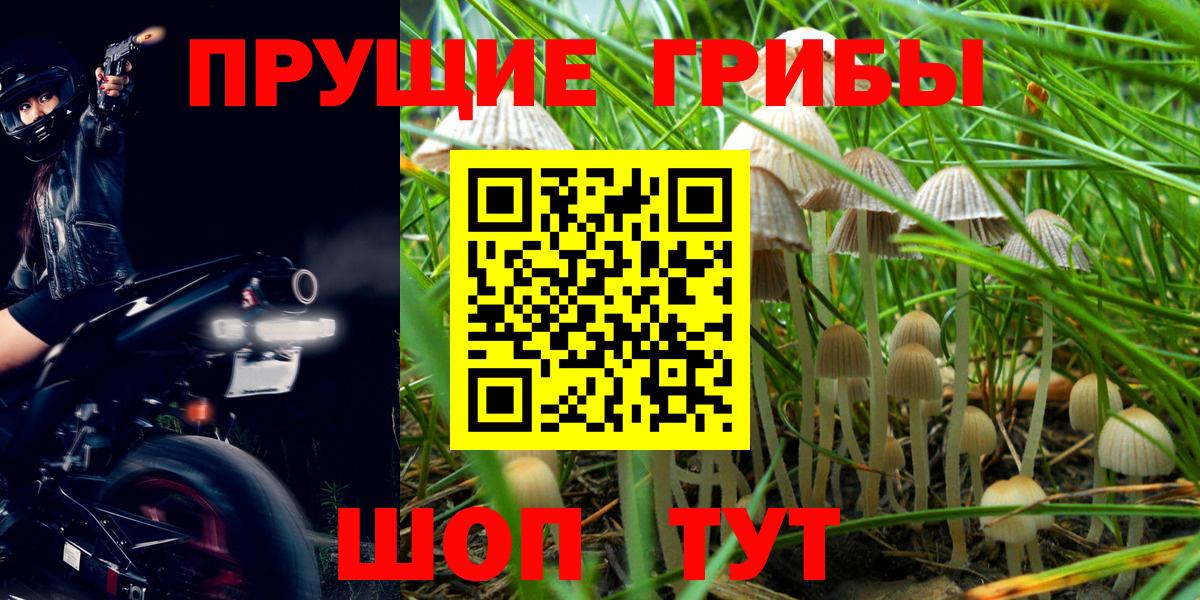 Галлюциногенные грибы Psilocybine cubensis Железногорск